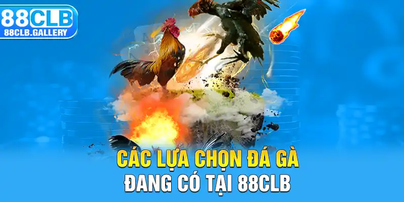 Các lựa chọn đá gà đang có tại 88CLB