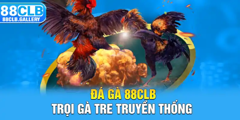 Đá gà 88CLB - Trọi gà tre truyền thống 