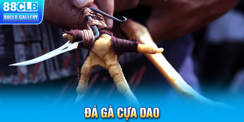 Đá gà cựa dao