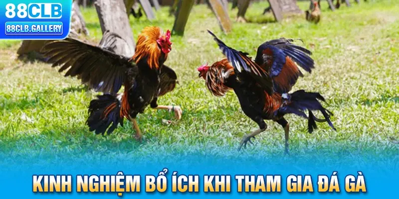 Kinh nghiệm đắt giá khi tham gia đá gà