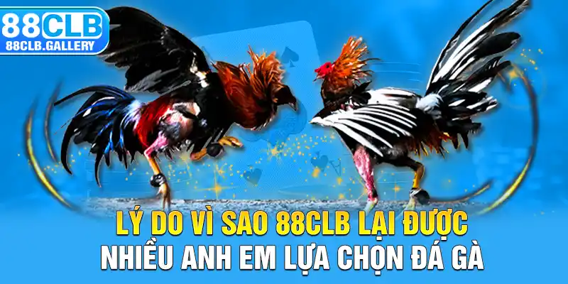 Lý do vì sao 88CLB lại được nhiều anh em lựa chọn đá gà