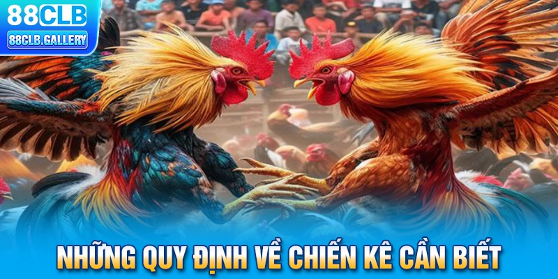 Những quy định về chiến kê cần biết trong chọi gà Thomo 