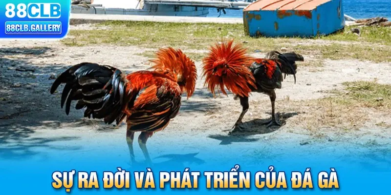 Sự ra đời và phát triển cảu đá gà