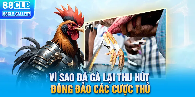 Vì sao đá gà lại thu hút đông đảo các cược thủ